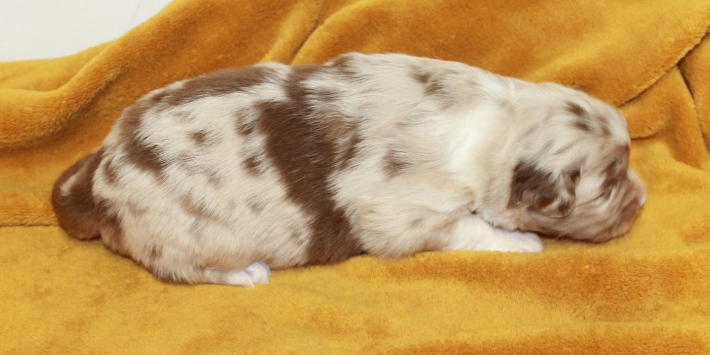Femelle rouge merle bicolore