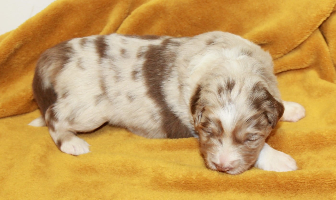 Femelle rouge merle bicolore