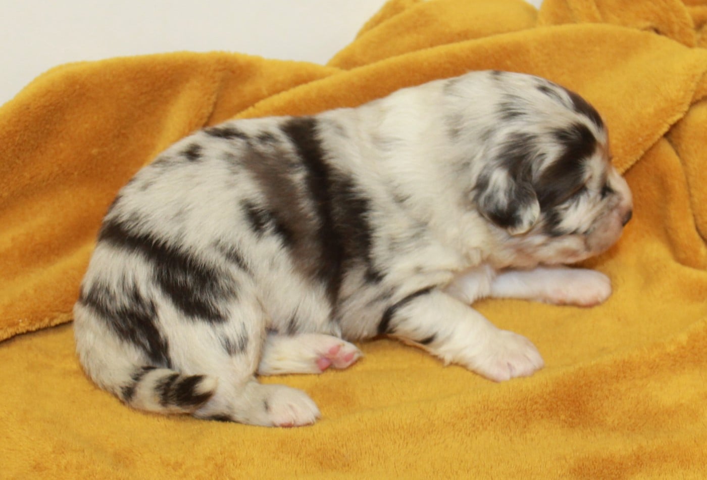 Mâle bleu merle bicolore