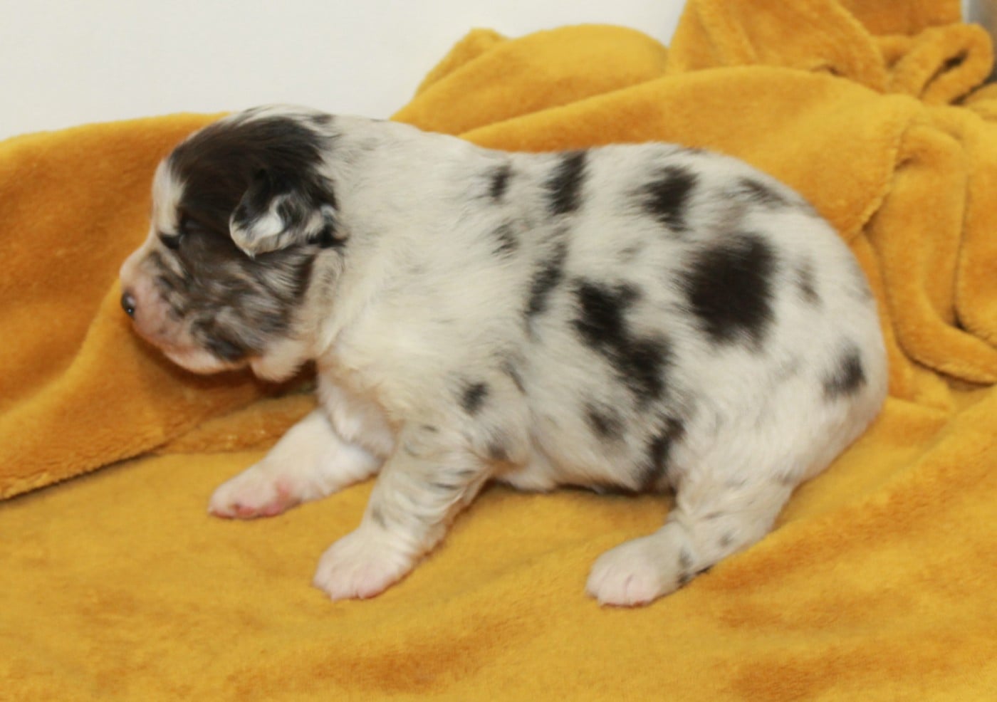 Mâle bleu merle bicolore