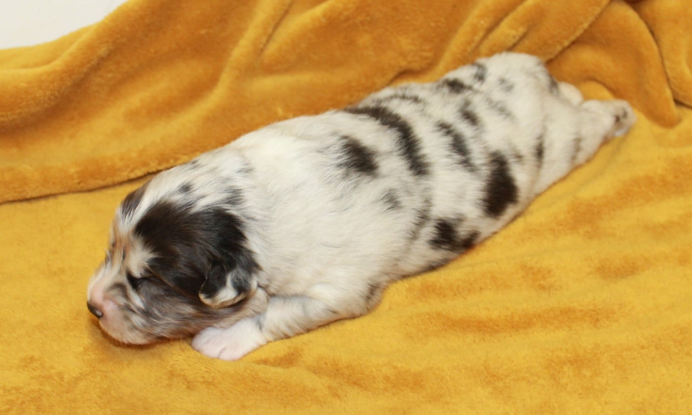 Mâle bleu merle bicolore