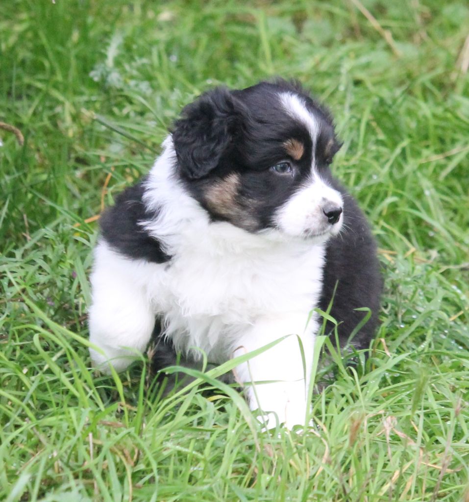 Berger Australien - of Cree's River