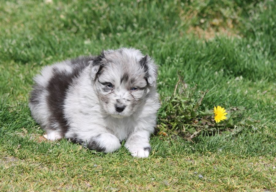 Mâle bleu merle bicolore 2