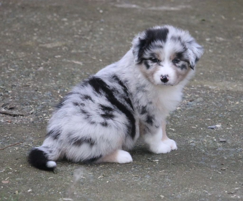 Femelle bleu merle tricolore