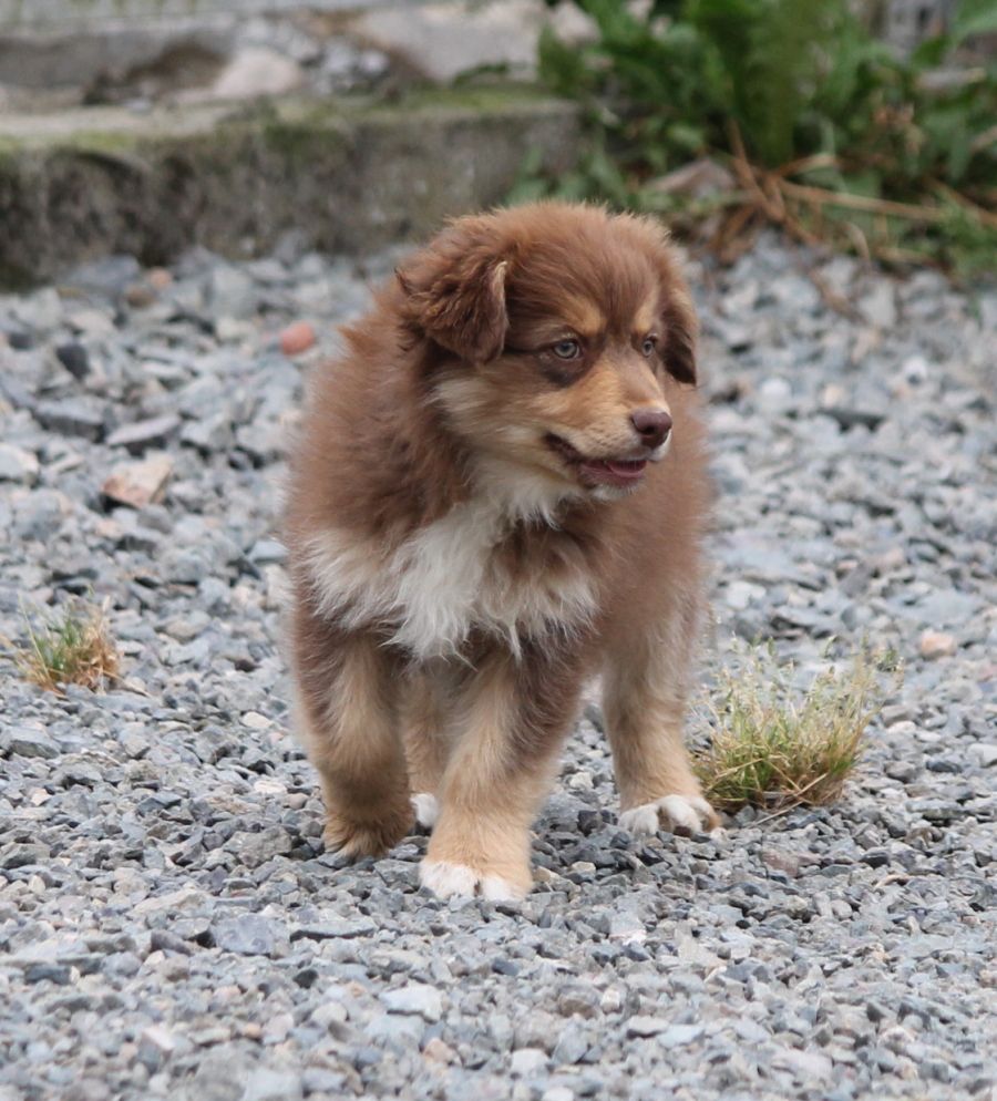 Femelle rouge tricolore