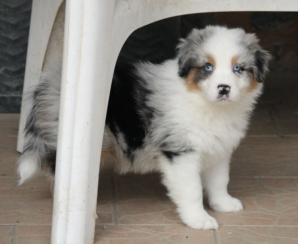 Mâle bleu merle tricolore