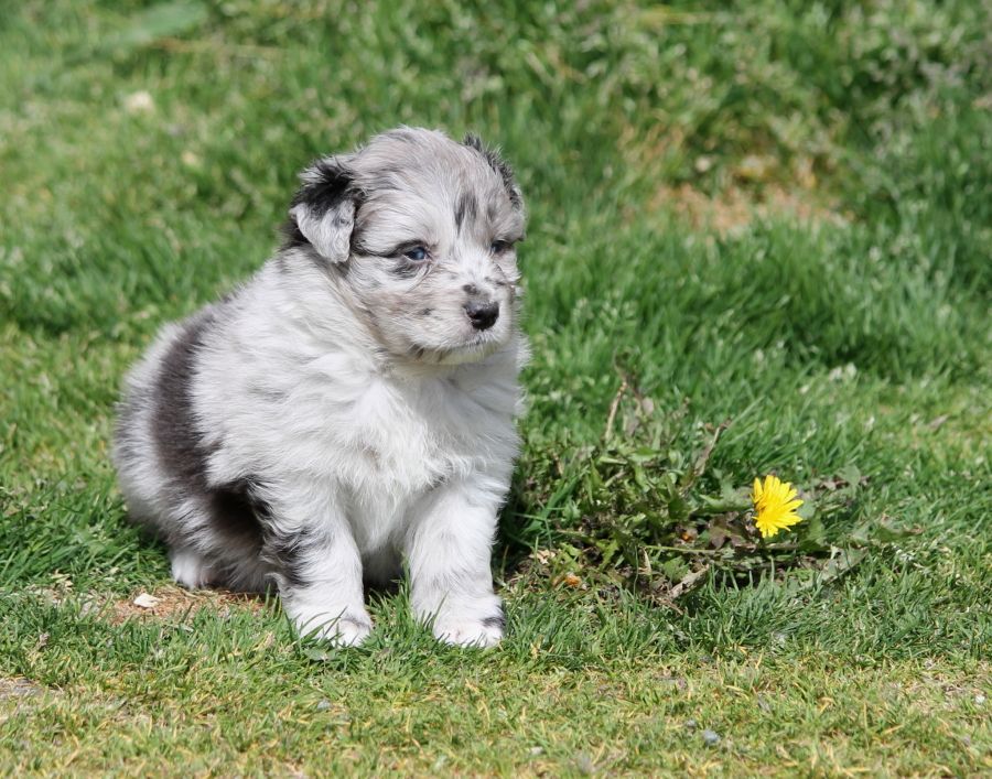 Mâle bleu merle bicolore 2
