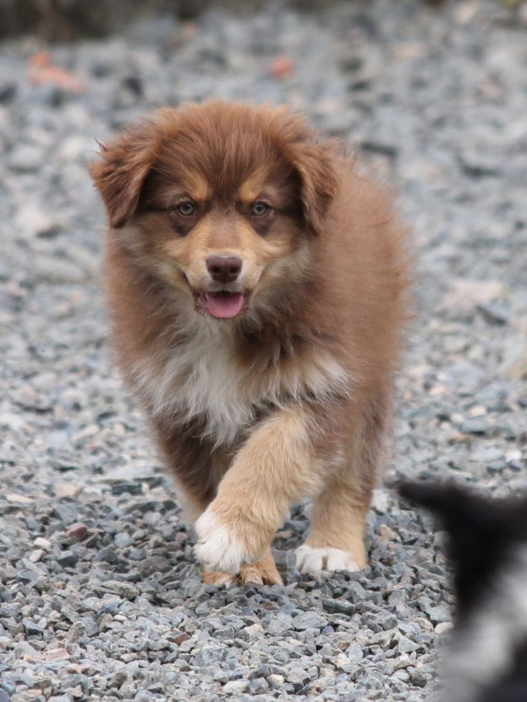 Femelle rouge tricolore