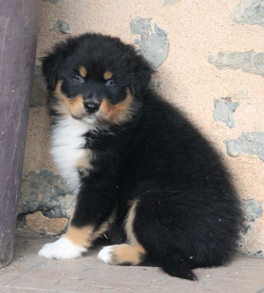 Femelle noire tricolore 1