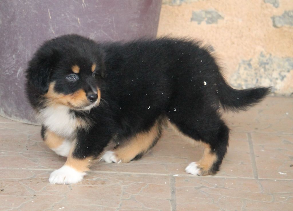 Femelle noire tricolore 1