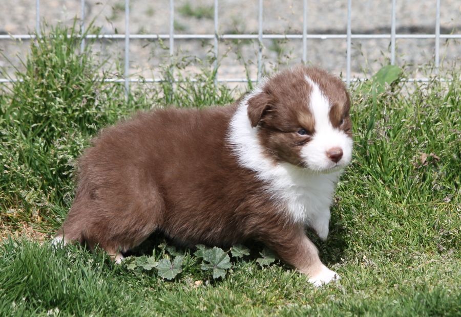 Mâle rouge tricolore