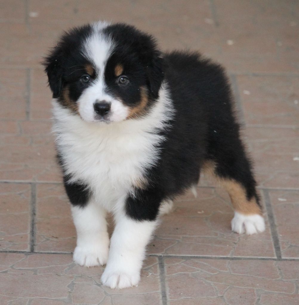 Mâle noir tricolore