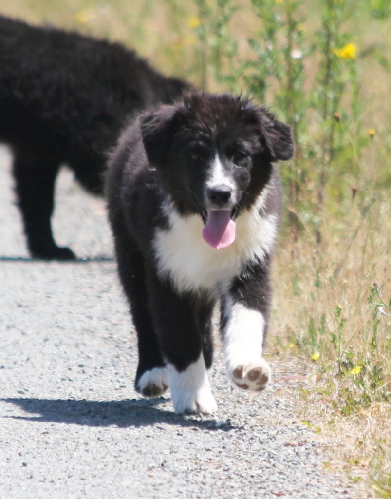 Mâle noir bicolore 2