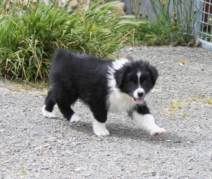 Mâle noir bicolore 1