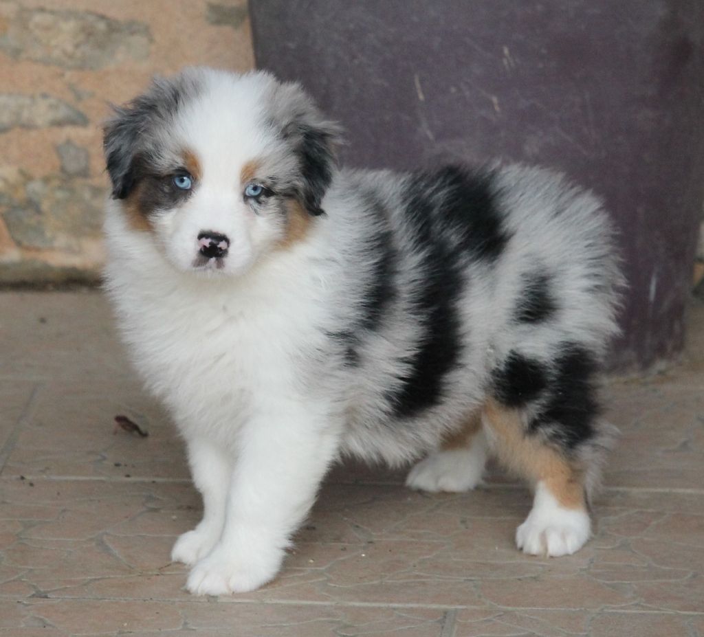 Mâle bleu merle tricolore