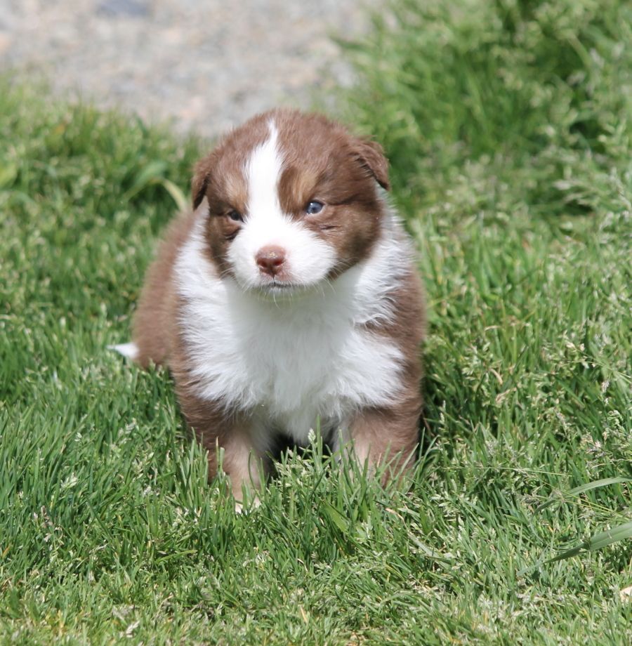 Mâle rouge tricolore