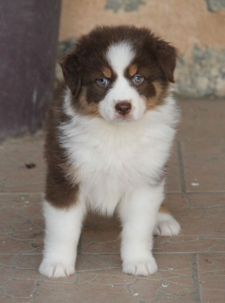 Femelle rouge tricolore 3