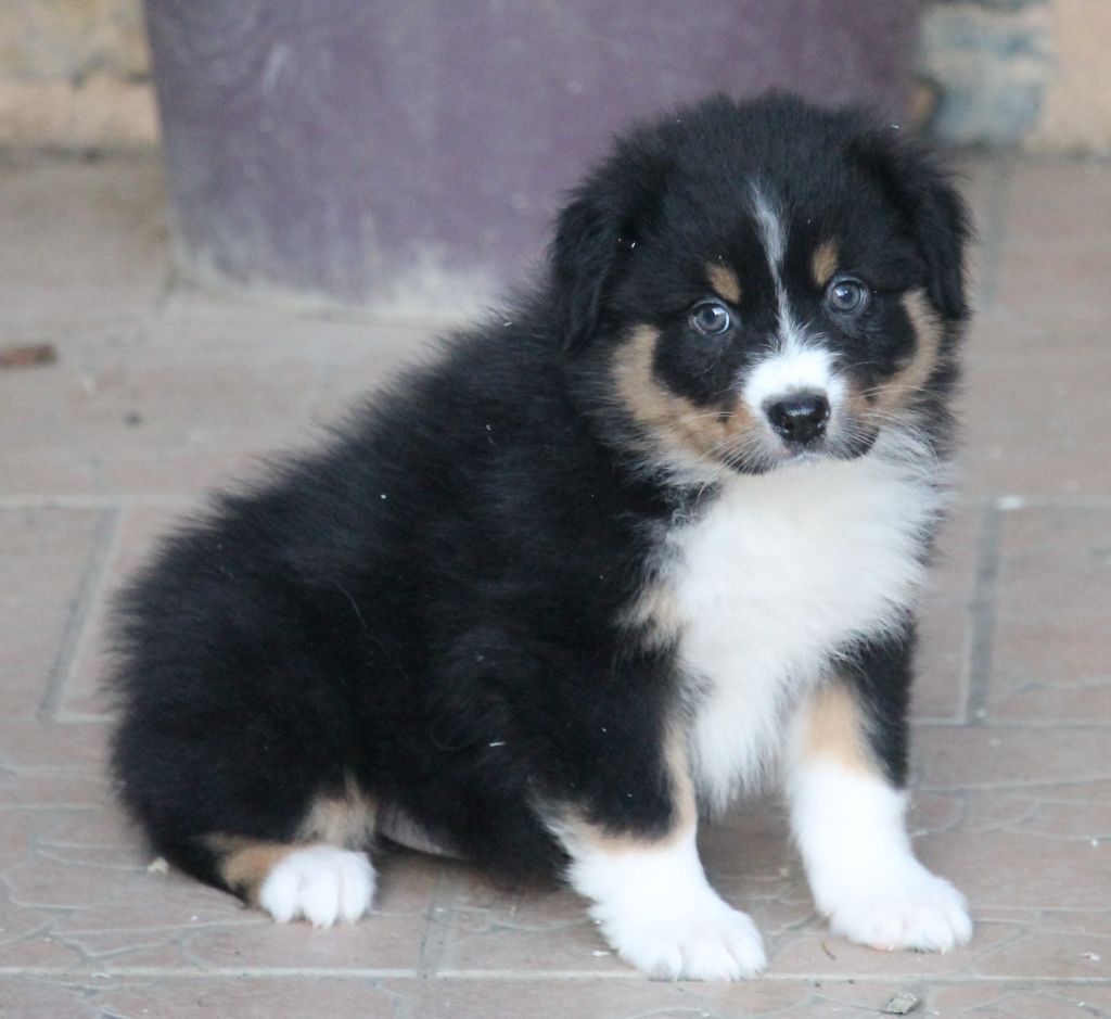 Femelle noire tricolore 2