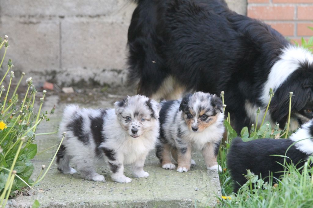 Mâle bleu merle bicolore 2