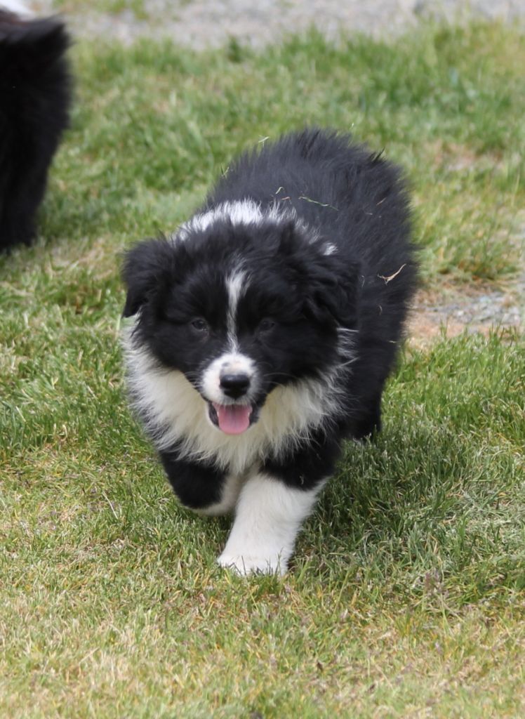 Mâle noir bicolore 1