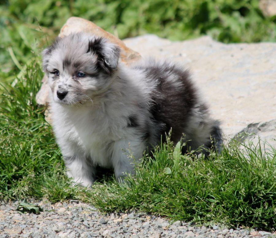 Mâle bleu merle bicolore 2