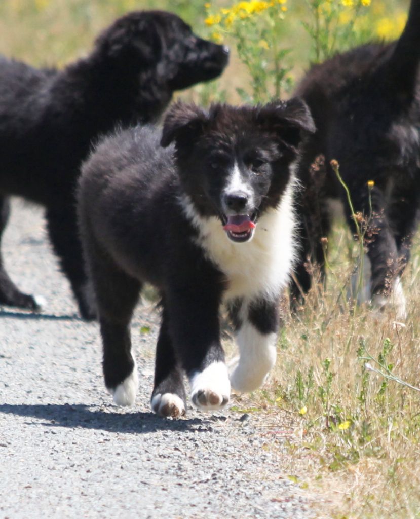 Mâle noir bicolore 2