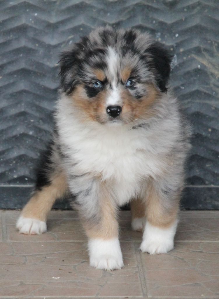 Femelle bleu merle tricolore