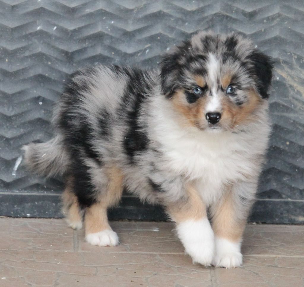 Femelle bleu merle tricolore