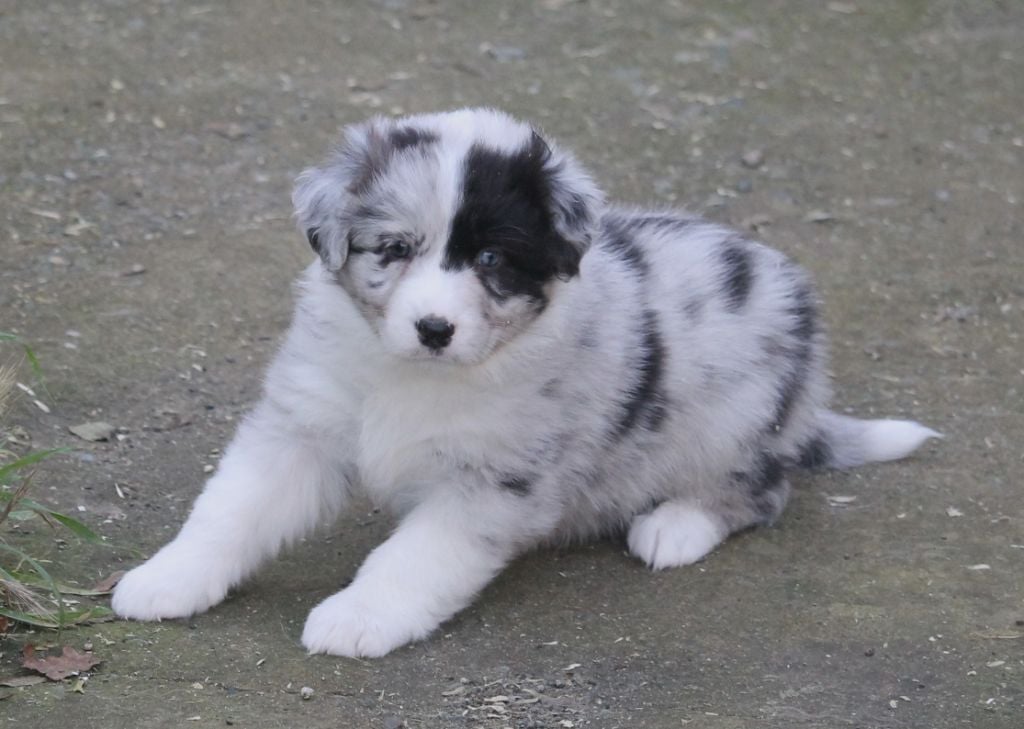 Femelle bleu merle bicolore