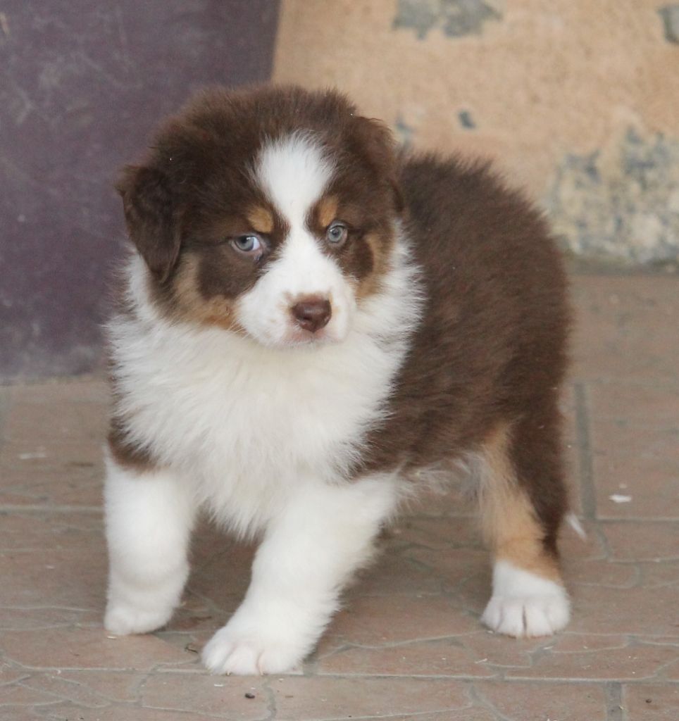 Femelle rouge tricolore 3