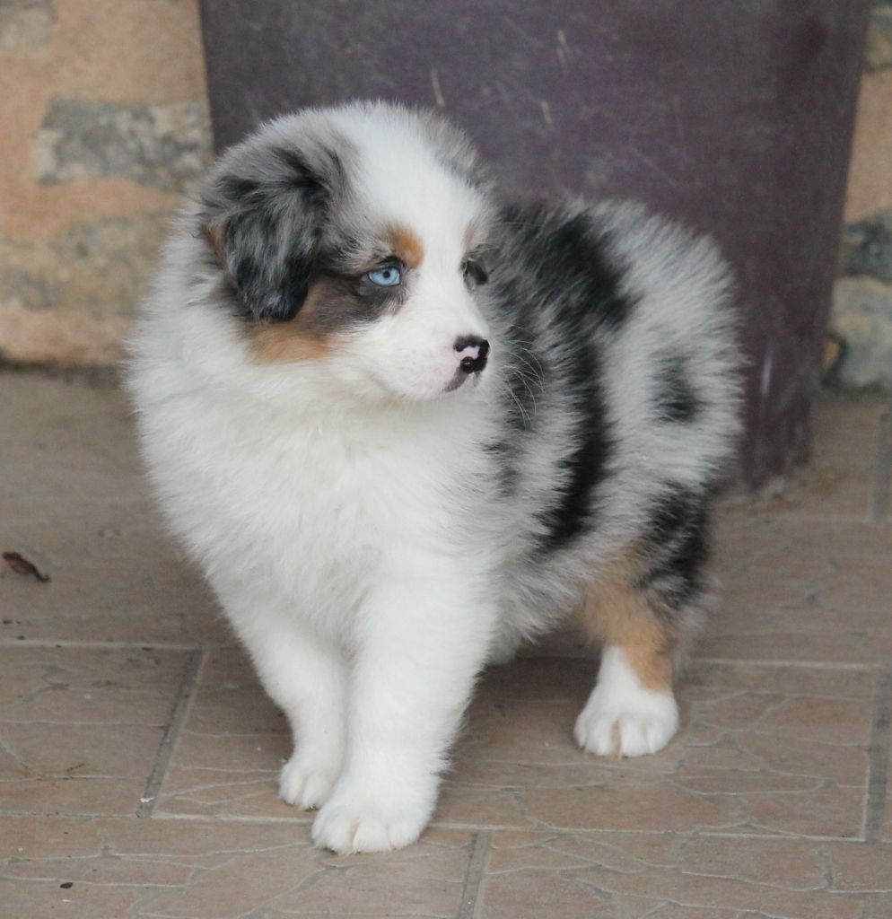 Mâle bleu merle tricolore