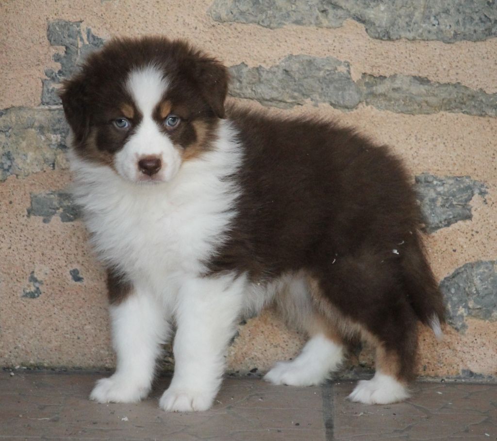 Femelle rouge tricolore 3