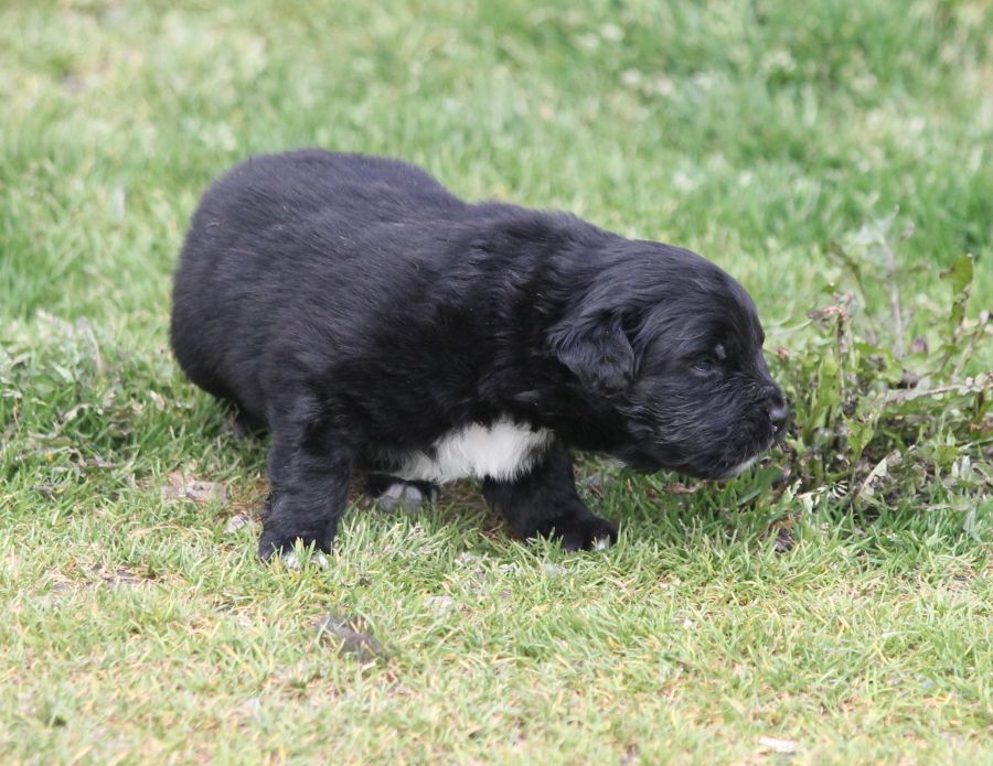 Femelle noire bicolore