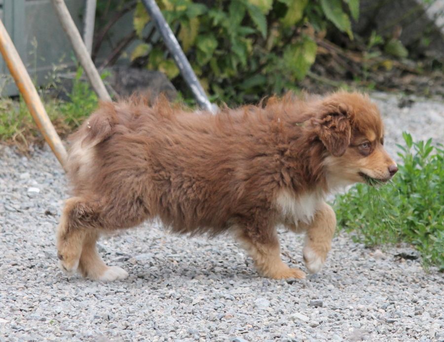 Femelle rouge tricolore