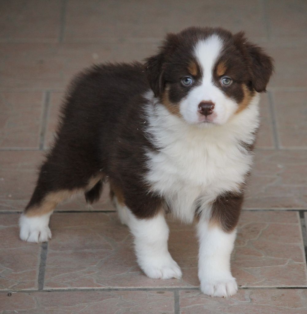Femelle rouge tricolore 2