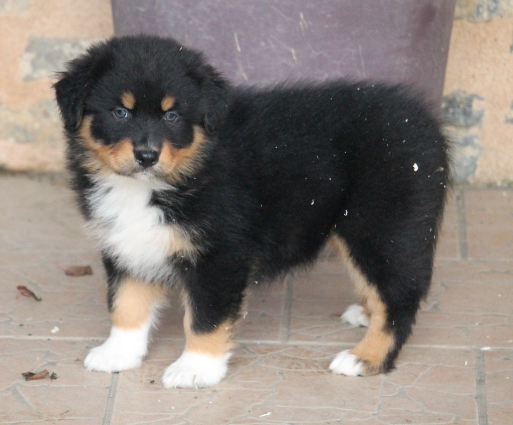 Femelle noire tricolore 1