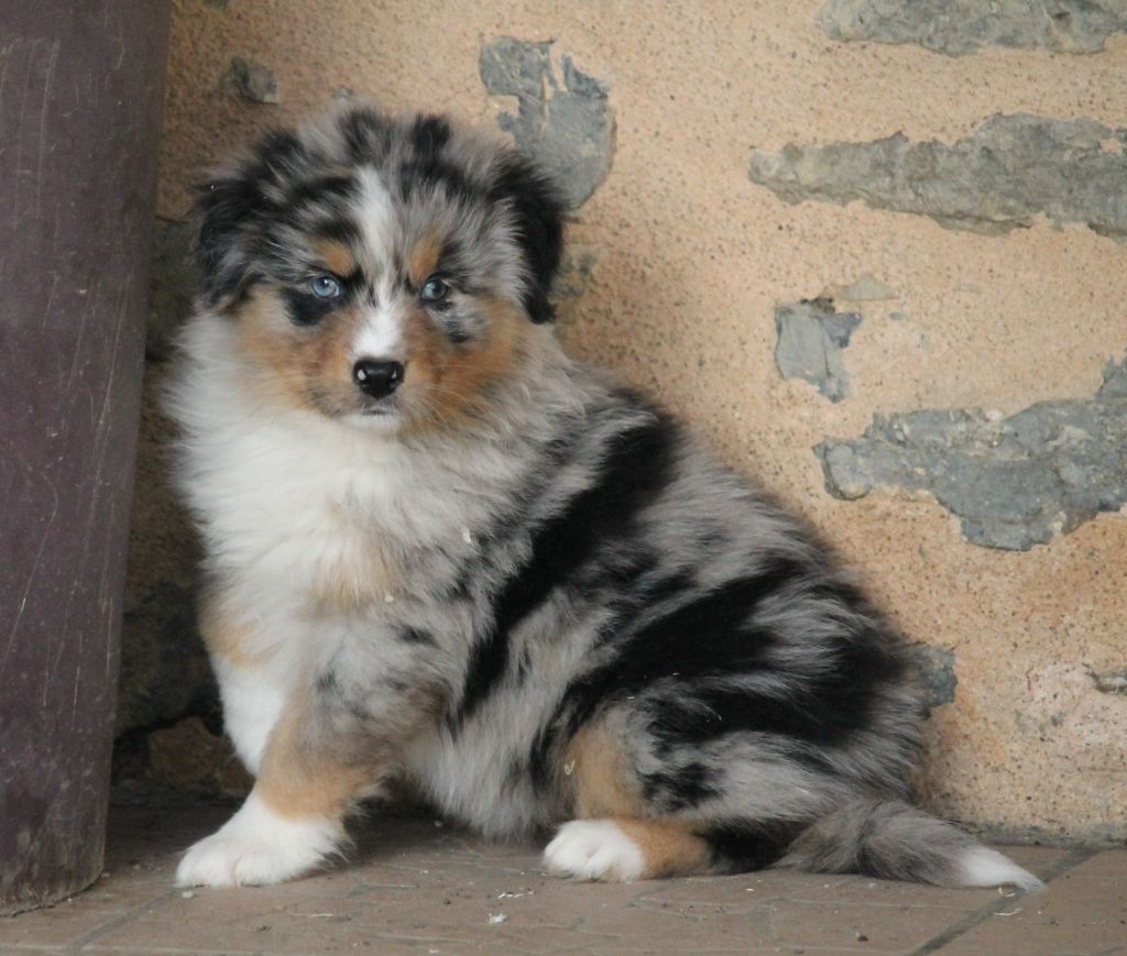 Femelle bleu merle tricolore