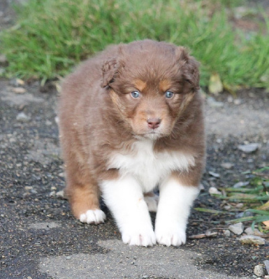 Les chiots de Berger Australien