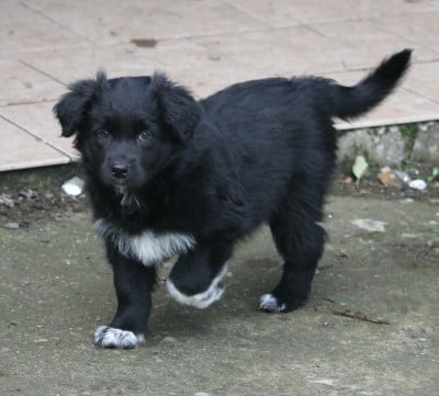Les chiots de Berger Australien