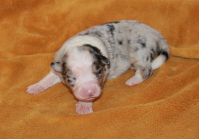 Les chiots de Berger Australien