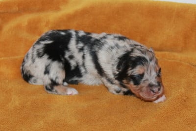Les chiots de Berger Australien