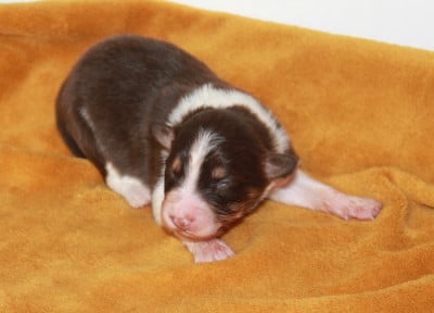 Les chiots de Berger Australien
