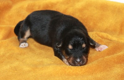 Les chiots de Berger Australien