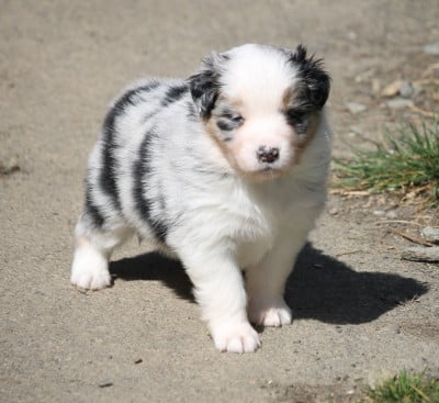 Les chiots de Berger Australien