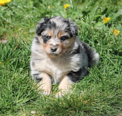 Les chiots de Berger Australien