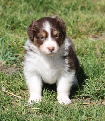 Les chiots de Berger Australien