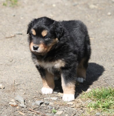 Les chiots de Berger Australien