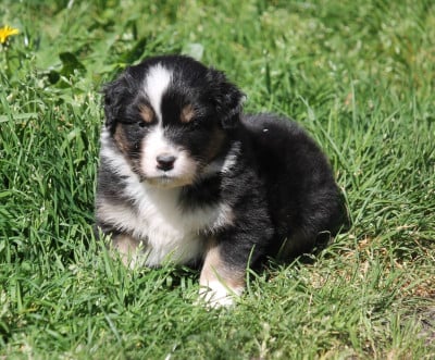 Les chiots de Berger Australien
