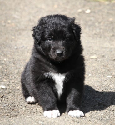 Les chiots de Berger Australien
