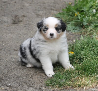 Les chiots de Berger Australien